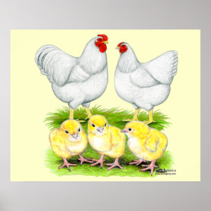 Wyandotte Weiße Hühnerfamilie Poster