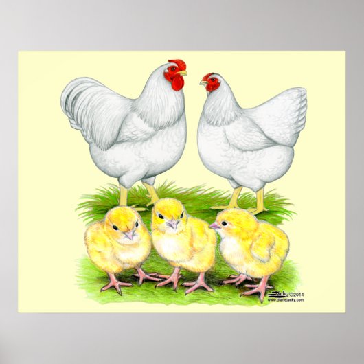 Wyandotte White Chicken Family Poster (Vorne)