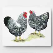 Wyandottes Silver-laced Pair Fotoplatte (Vorderseite)