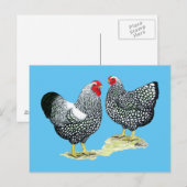 Wyandottes Silver-laced Pair Postkarte (Vorne/Hinten)