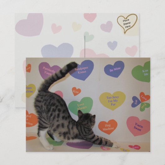 Wyatt, das Gespräch der Katze Postkarte (Vorne/Hinten)