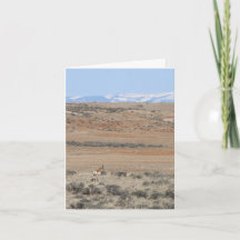 Wyo Speed Goat - 4" x 5,6" Notizkarte
