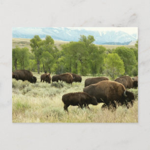 Wyoming Bison Natur Tierfotografie Postkarte