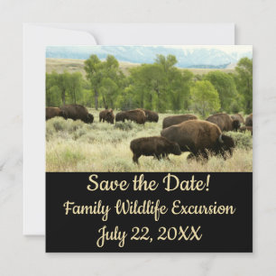 Wyoming Bison Nature Animal Fotografy