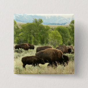 Wyoming Bison Nature Animal Fotografy Button