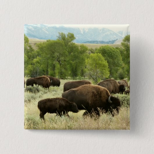 Wyoming Bison Nature Animal Fotografy Button (Vorderseite)