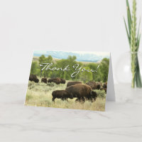 Wyoming Bison Nature Animal Fotografy