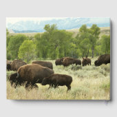 Wyoming Bison Nature Animal Fotografy Gästebuch (Rückseite)