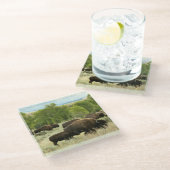 Wyoming Bison Nature Animal Fotografy Glasuntersetzer (Schrägansicht)