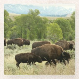 Wyoming Bison Nature Animal Fotografy Glasuntersetzer