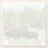 Wyoming Bison Nature Animal Fotografy Glasuntersetzer (Rückseite)