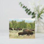 Wyoming Bison Nature Animal Fotografy Karte (Stehend Vorderseite)