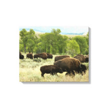 Wyoming Bison Nature Animal Fotografy