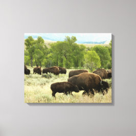 Wyoming Bison Nature Animal Fotografy Leinwanddruck