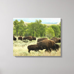 Wyoming Bison Nature Animal Fotografy Leinwanddruck