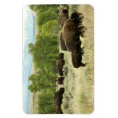 Wyoming Bison Nature Animal Fotografy Magnet (Vertikal)