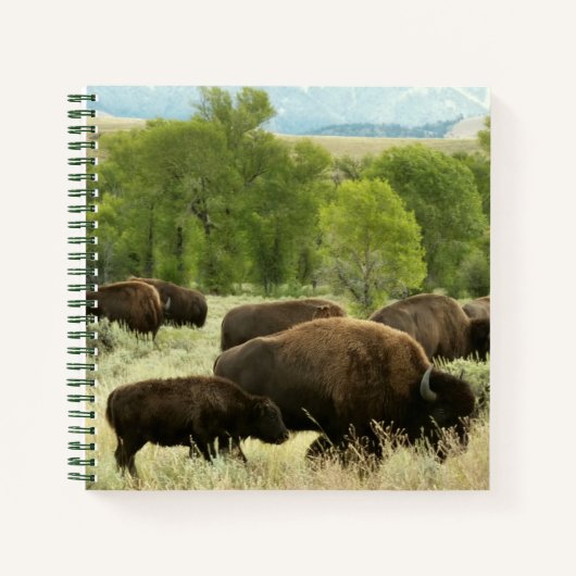 Wyoming Bison Nature Animal Fotografy Notizblock (Vorderseite)