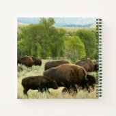 Wyoming Bison Nature Animal Fotografy Notizblock (Rückseite)
