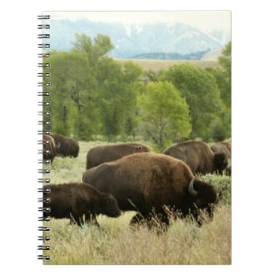 Wyoming Bison Nature Animal Fotografy Notizblock