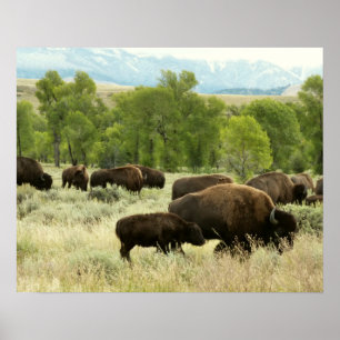 Wyoming Bison Nature Animal Fotografy Poster
