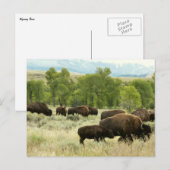 Wyoming Bison Nature Animal Fotografy Postkarte (Vorne/Hinten)