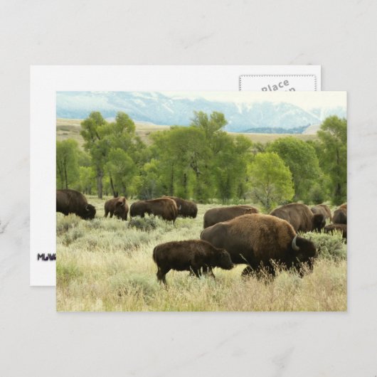 Wyoming Bison Nature Animal Fotografy Postkarte (Vorne/Hinten)