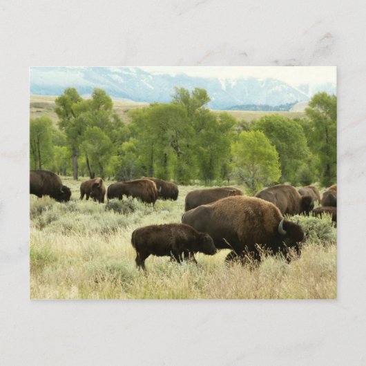 Wyoming Bison Nature Animal Fotografy Postkarte (Vorderseite)