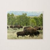 Wyoming Bison Nature Animal Fotografy Puzzle (Horizontal)