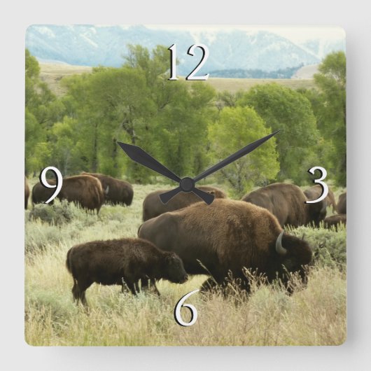 Wyoming Bison Nature Animal Fotografy Quadratische Wanduhr (Vorderseite)
