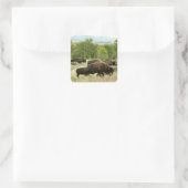 Wyoming Bison Nature Animal Fotografy Quadratischer Aufkleber (Tasche)