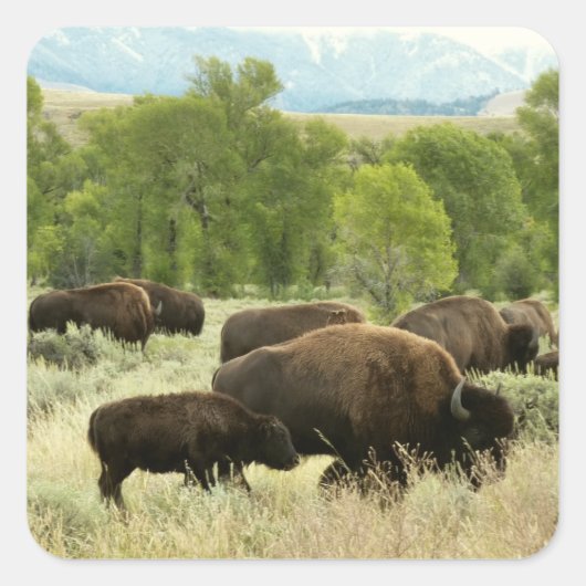 Wyoming Bison Nature Animal Fotografy Quadratischer Aufkleber (Vorderseite)
