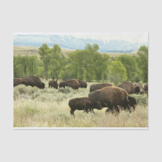 Wyoming Bison Nature Animal Fotografy Seidenpapier (Vorderseite)