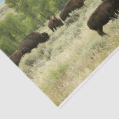 Wyoming Bison Nature Animal Fotografy Seidenpapier (Ausschnitt)