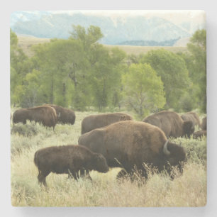 Wyoming Bison Nature Animal Fotografy Steinuntersetzer
