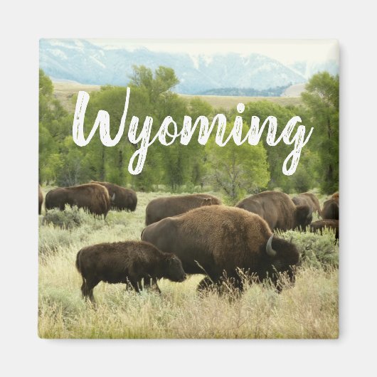 Wyoming Bison Nature Animal Photography Magnet (Vorne)