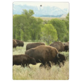 Wyoming-Bisons Klemmbrett (Rückseite)