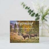 Wyoming Buffalo Postcard Postkarte (Stehend Vorderseite)