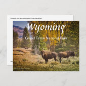 Wyoming Buffalo Postcard Postkarte (Vorne/Hinten)