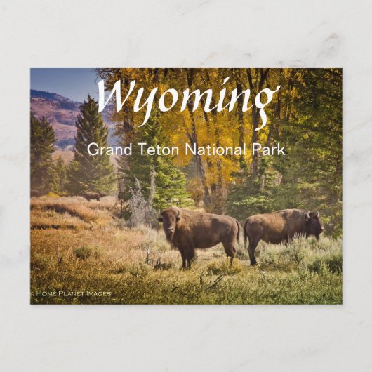 Wyoming Buffalo Postcard Postkarte (Vorderseite)