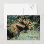 Wyoming Bull Elch Postkarte (Vorne/Hinten)