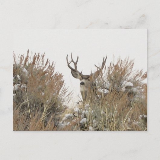 Wyoming Deer Postkarte (Vorderseite)