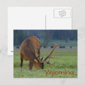 Wyoming elk Postcard Postkarte (Vorne/Hinten)