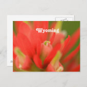 Wyoming Indian Paintbrush Postkarte (Vorne/Hinten)