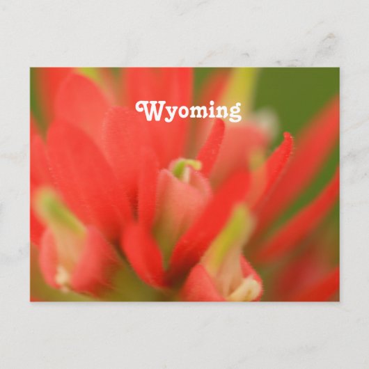 Wyoming Indian Paintbrush Postkarte (Vorderseite)