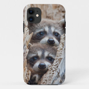 Wyoming, Lincoln County, Waschbär Case-Mate iPhone Hülle