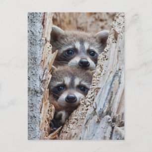 Wyoming, Lincoln County, Waschbär Postkarte