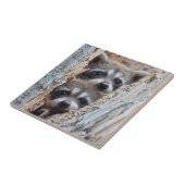 Wyoming, Lincoln Landkreis, Raccoon Fliese (Seite)