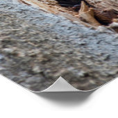 Wyoming, Lincoln Landkreis, Raccoon Poster (Ecke)