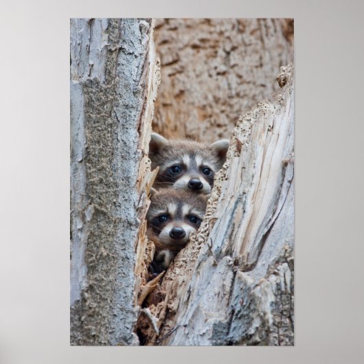 Wyoming, Lincoln Landkreis, Raccoon Poster (Vorne)