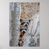 Wyoming, Lincoln Landkreis, Raccoon Poster (Vorne)